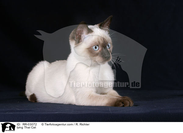 lying Thai Cat / RR-03072