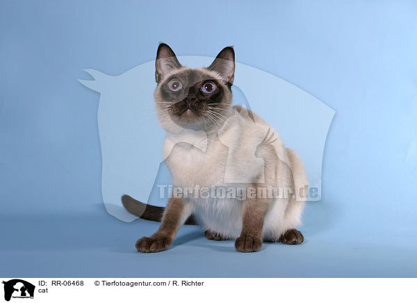 Thaikatze / cat / RR-06468
