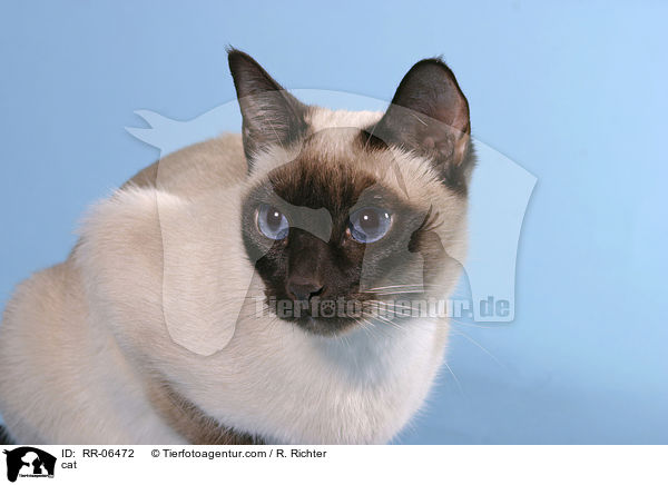 Thaikatze / cat / RR-06472