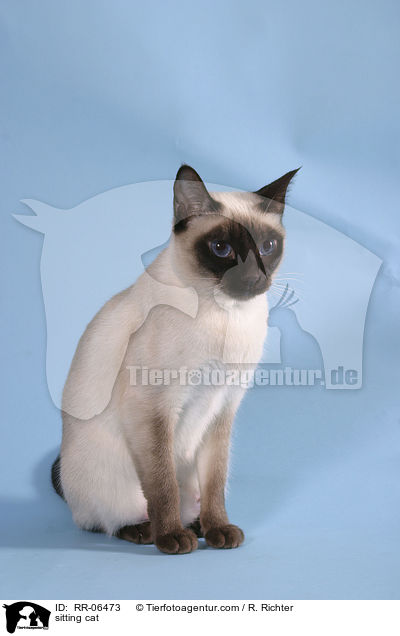 sitzende Thaikatze / sitting cat / RR-06473