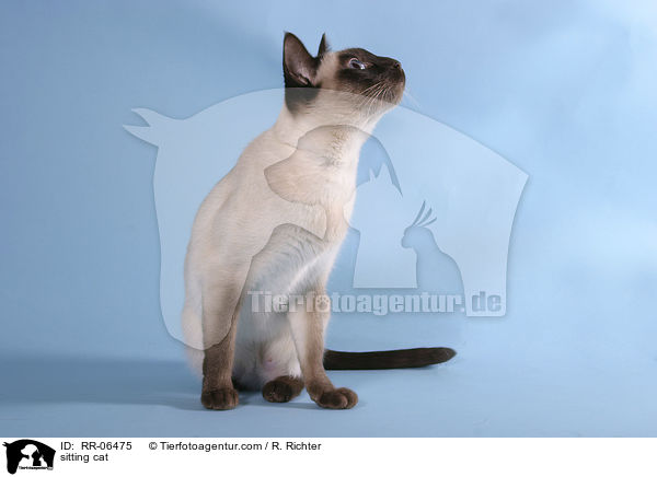 sitzende Thaikatze / sitting cat / RR-06475