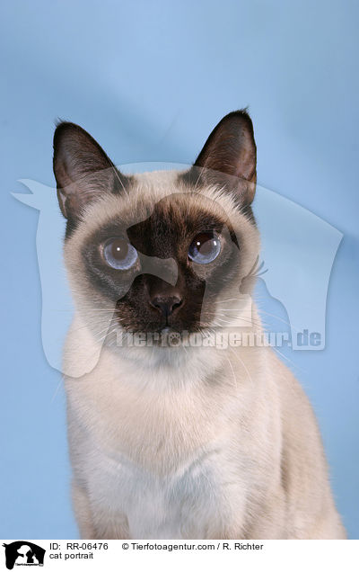 Thaikatze Portrait / cat portrait / RR-06476