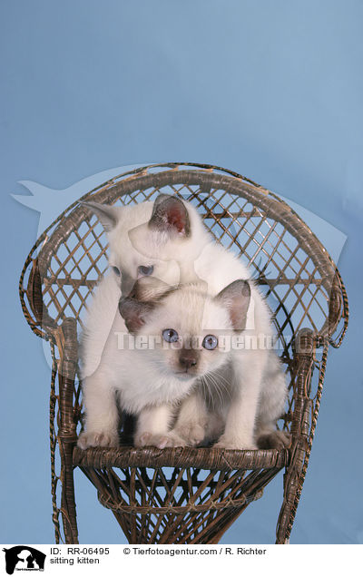 sitzende Thaiktzchen / sitting kitten / RR-06495