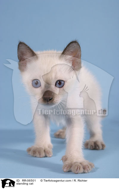 stehende Thaikatze / standing cat / RR-06501