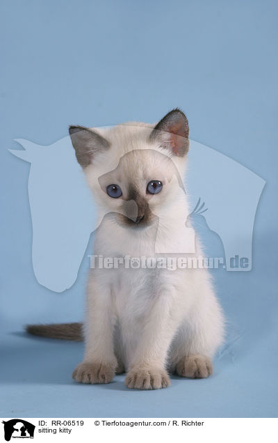 sitting kitty / RR-06519