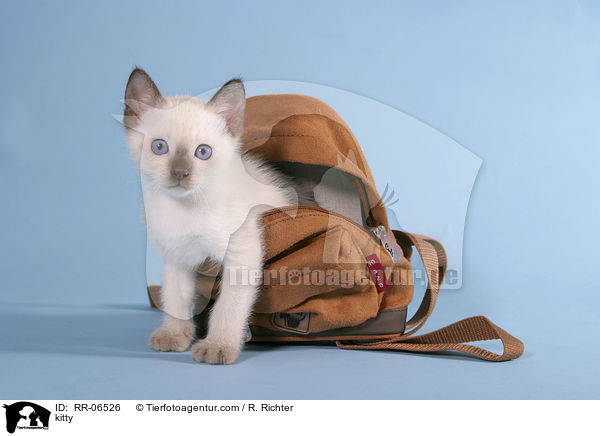kitty / RR-06526