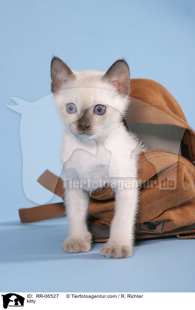 Thaiktzchen / kitty / RR-06527