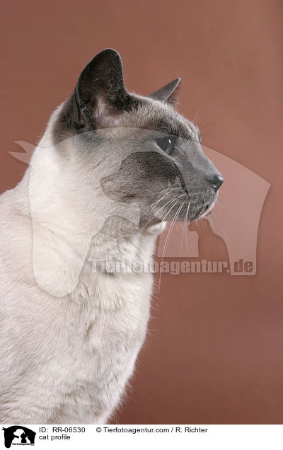 cat profile / RR-06530