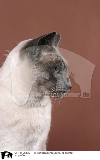 Thaikatze im Profil / cat profile / RR-06532