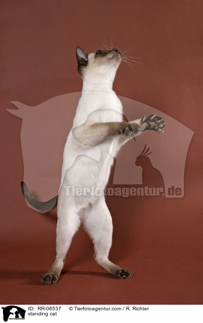 stehende Thaikatze / standing cat / RR-06537