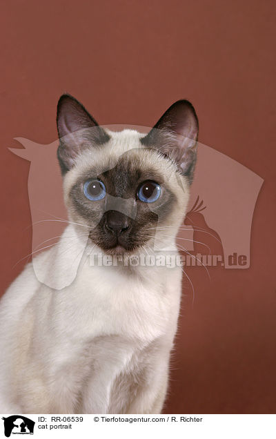 cat portrait / RR-06539