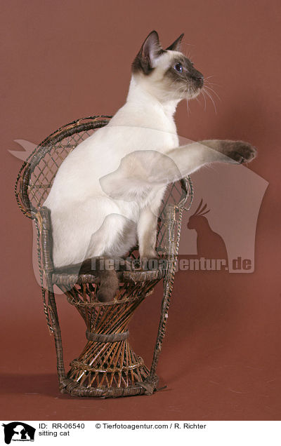 sitzende Thaikatze / sitting cat / RR-06540