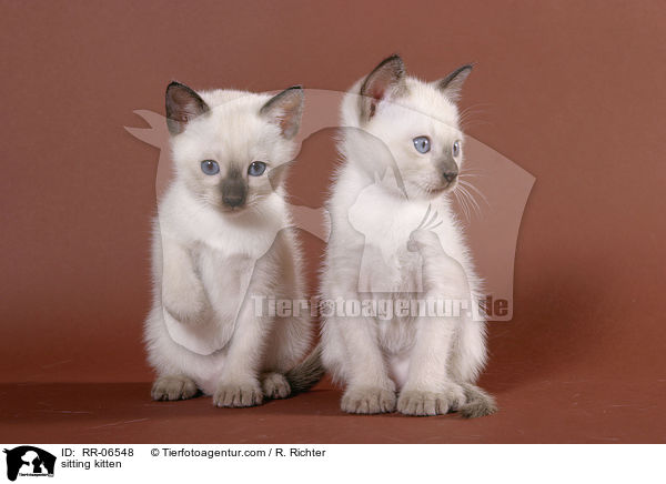 sitting kitten / RR-06548