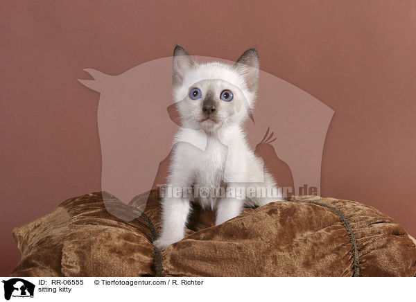sitting kitty / RR-06555