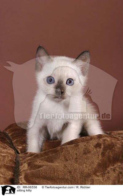 sitting kitty / RR-06556