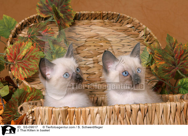 2 Thai Ktzchen in Krbchen / 2 Thai Kitten in basket / SS-09617