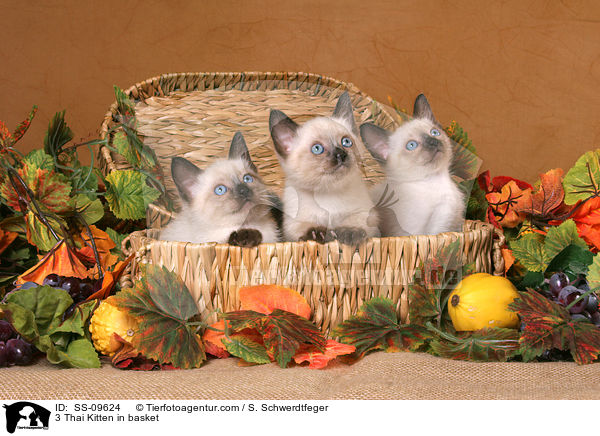 3 Thai Kitten in basket / SS-09624