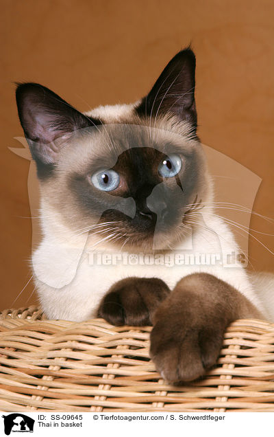 Thai in basket / SS-09645