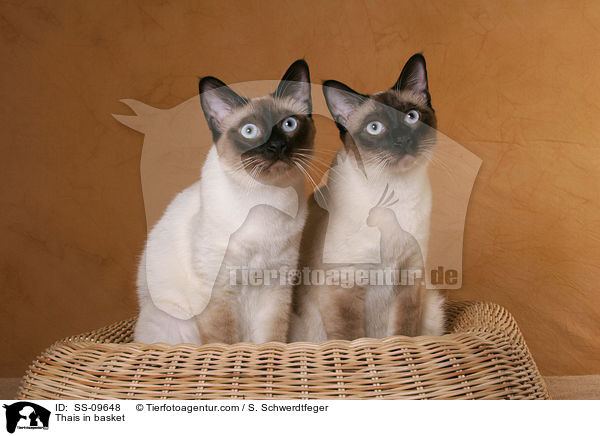 Thais im Krbchen / Thais in basket / SS-09648