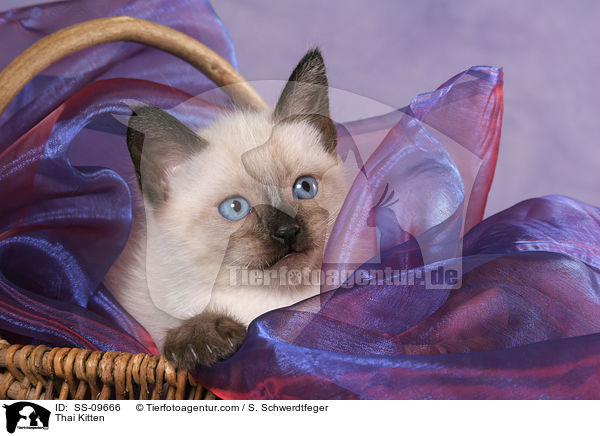 Thai Ktzchen / Thai Kitten / SS-09666