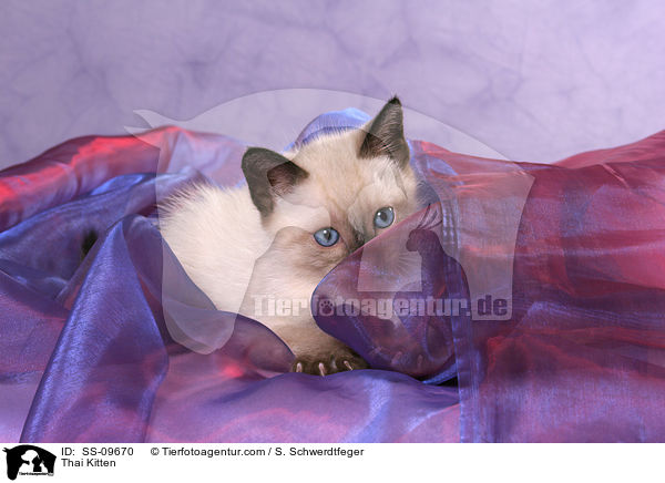 Thai Ktzchen / Thai Kitten / SS-09670