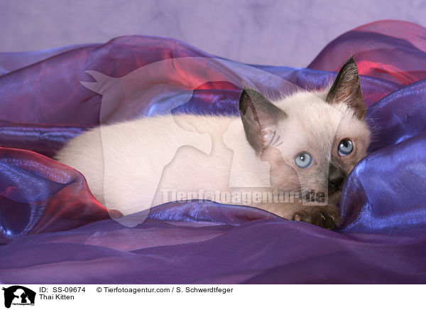 Thai Ktzchen / Thai Kitten / SS-09674
