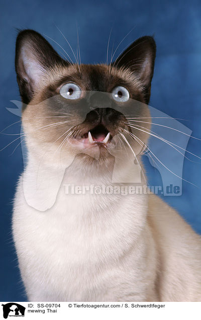mauzende Thai / mewing Thai / SS-09704