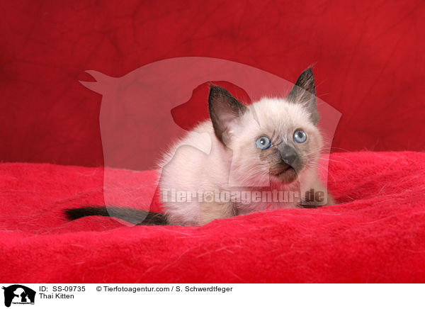 Thai Kitten / SS-09735