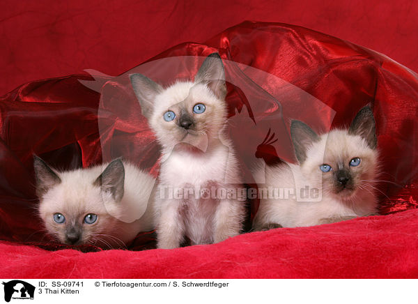 3 Thai Ktzchen / 3 Thai Kitten / SS-09741