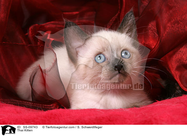Thai Ktzchen / Thai Kitten / SS-09743
