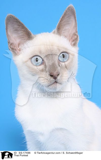 Thai Portrait / SS-17486