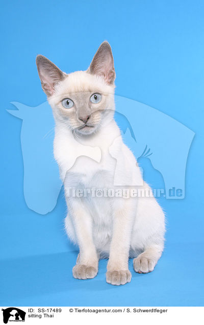 sitting Thai / SS-17489