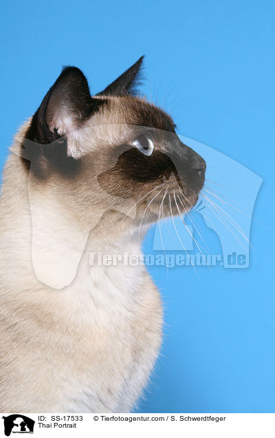 Thai Portrait / SS-17533
