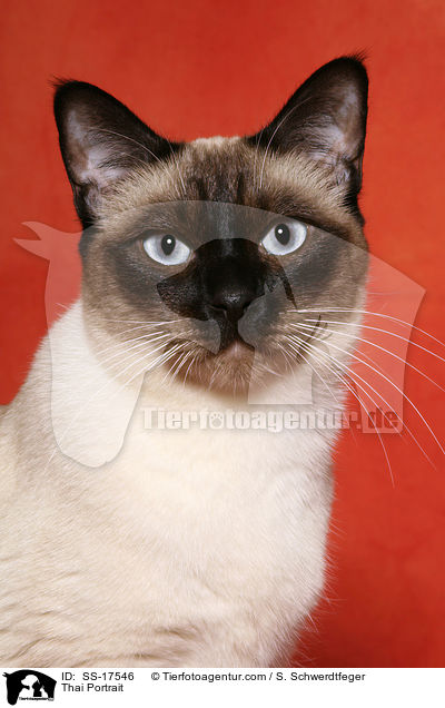 Thai Portrait / SS-17546