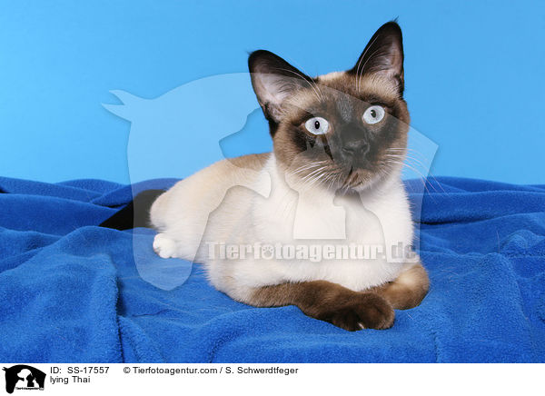 liegende Thaikatze / lying Thai / SS-17557