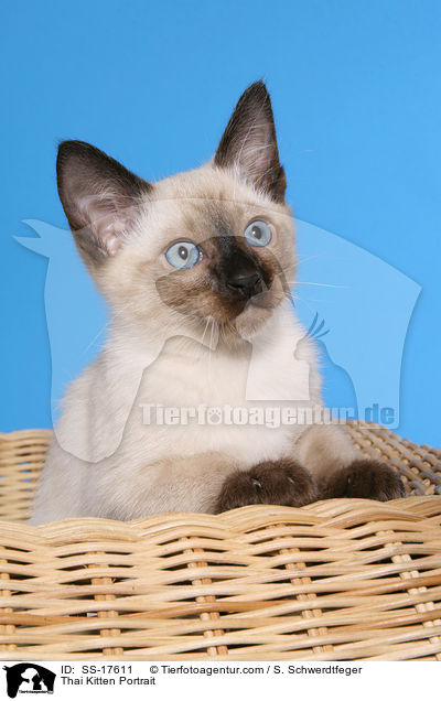 Thai Ktzchen Portrait / Thai Kitten Portrait / SS-17611
