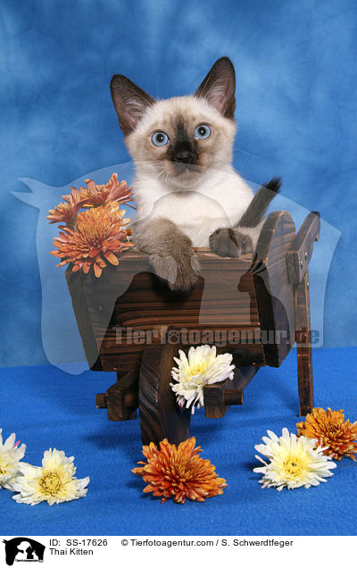 Thai Ktzchen / Thai Kitten / SS-17626