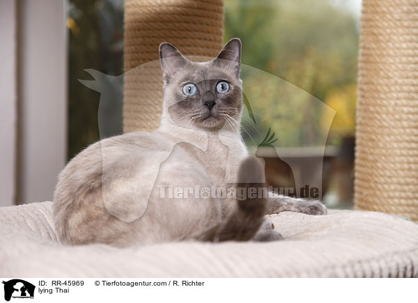 liegende Thai / lying Thai / RR-45969