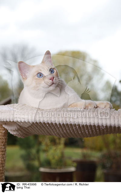 lying Thai / RR-45996