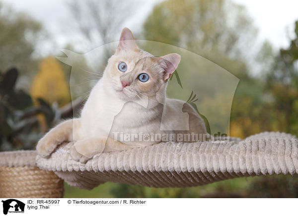 liegende Thai / lying Thai / RR-45997