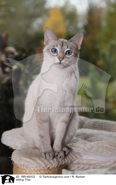 sitzende Thai / sitting Thai / RR-46002