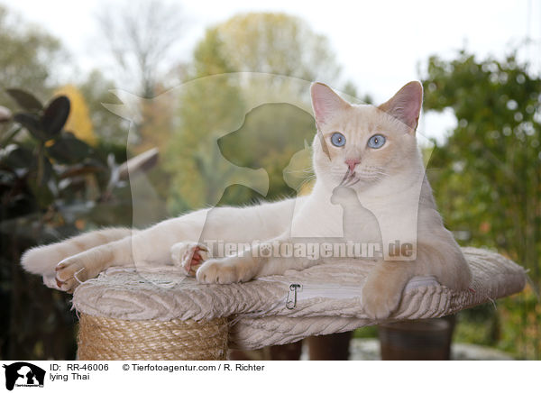 liegende Thai / lying Thai / RR-46006