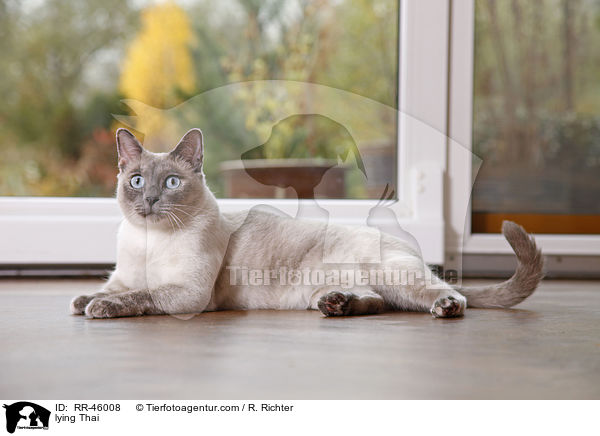 liegende Thai / lying Thai / RR-46008