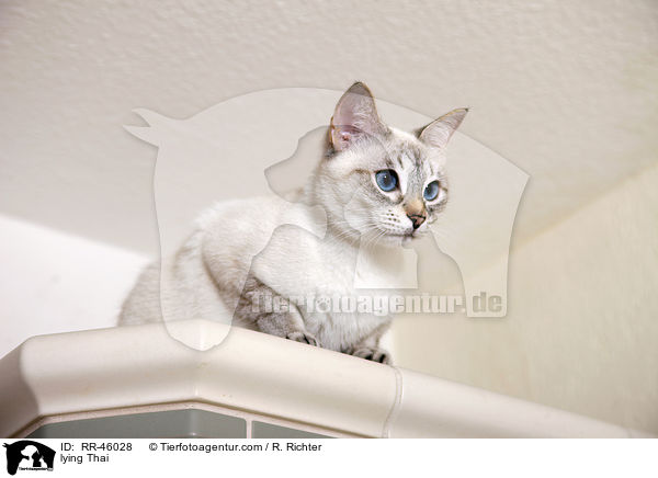 liegende Thai / lying Thai / RR-46028