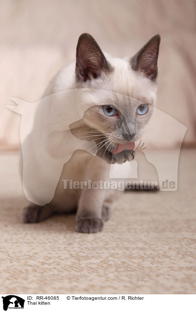 Thai Ktzchen / Thai kitten / RR-46085