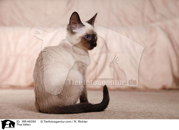 Thai Ktzchen / Thai kitten / RR-46090