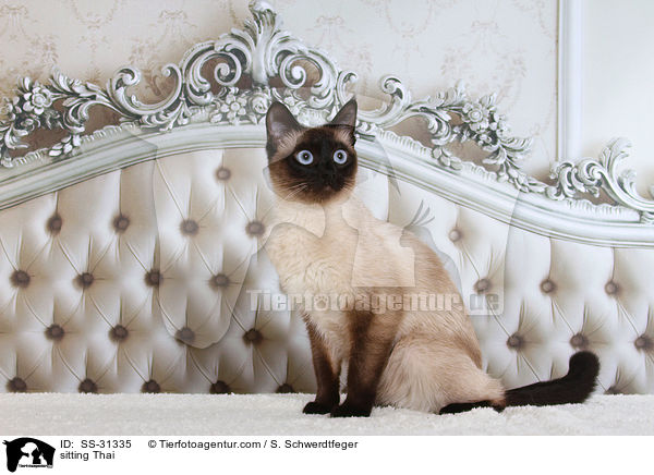 sitzende Thai / sitting Thai / SS-31335