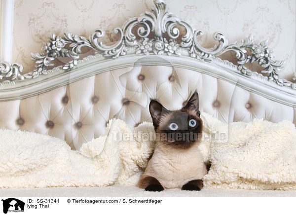 liegende Thai / lying Thai / SS-31341
