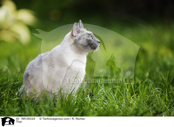 Thai / Thai / RR-58029