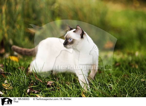 Thai / Thai / RR-58063